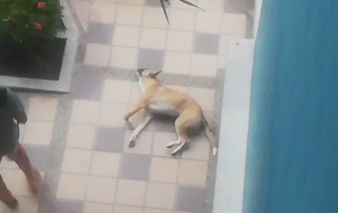 Lanzan Mascota Al Vac o Porque Perdi Colombia Noticias 625